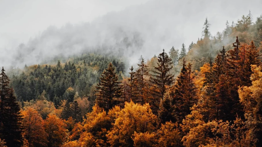 Herbstbild eines Mischwaldes bei Nebel