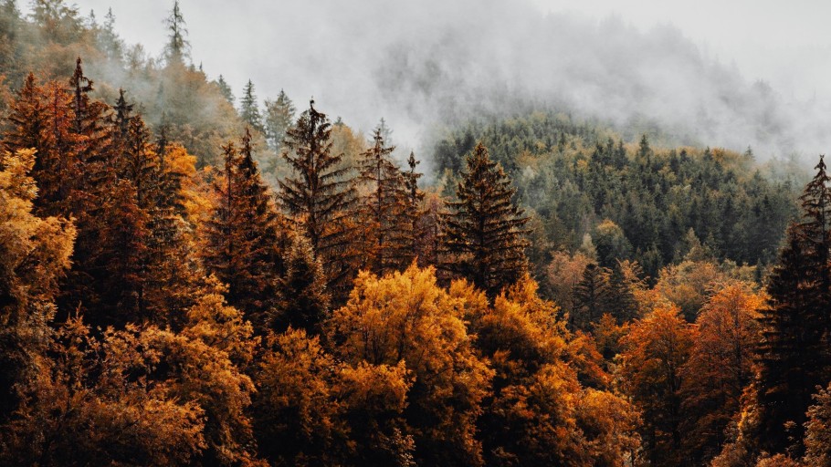 Herbstbild eines Mischwaldes bei Nebel.